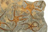 Five Large, Ordovician, Fossil Brittle Stars (Ophiura) - Morocco #189665-2